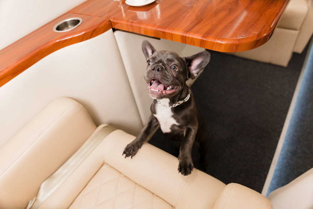 A happy French Bulldog sitting comfortably inside a private jet cabin